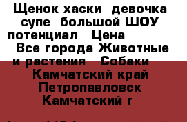 Щенок хаски, девочка супе, большой ШОУ потенциал › Цена ­ 50 000 - Все города Животные и растения » Собаки   . Камчатский край,Петропавловск-Камчатский г.